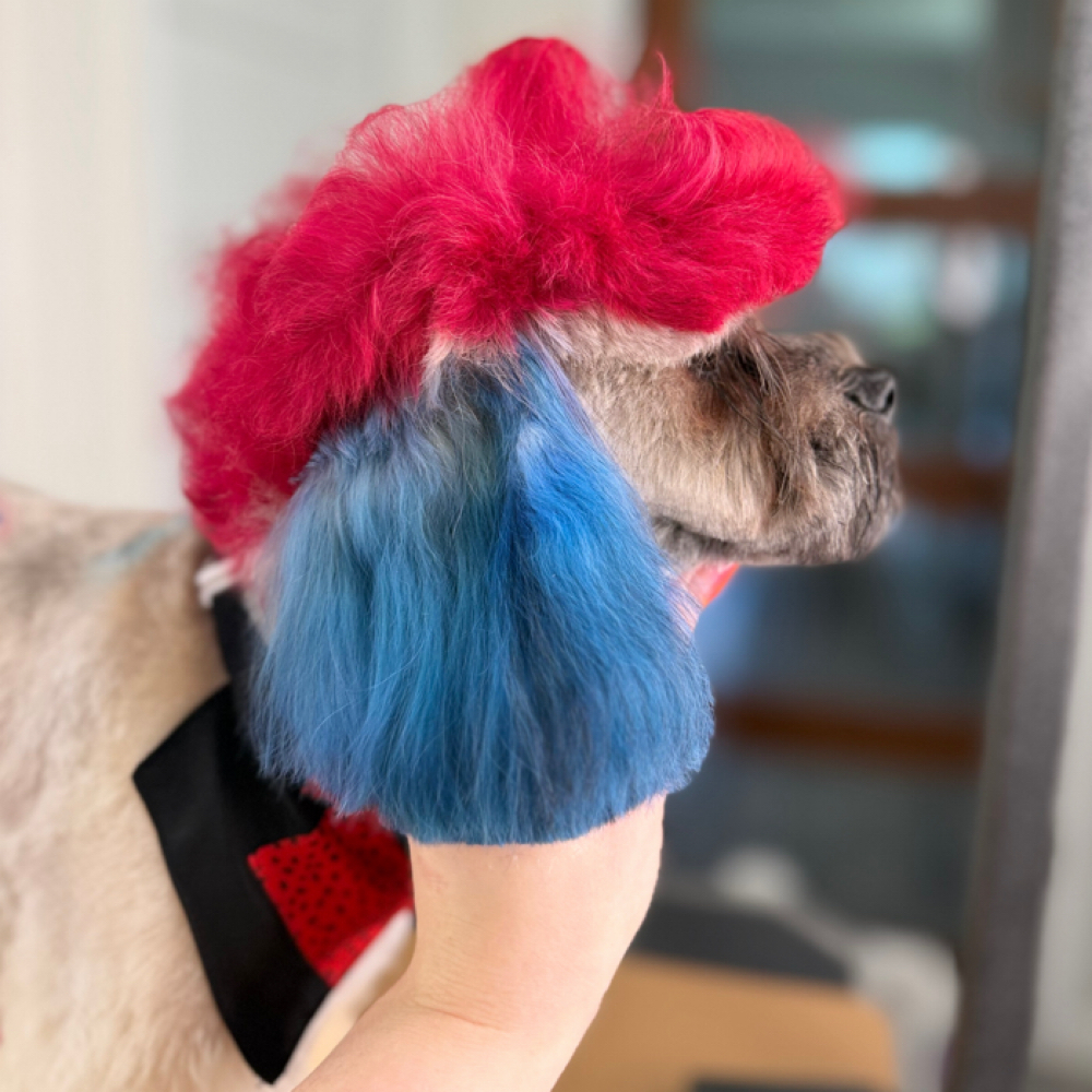 Mullet at The Shiny Puppy LLC in Royse City, TX