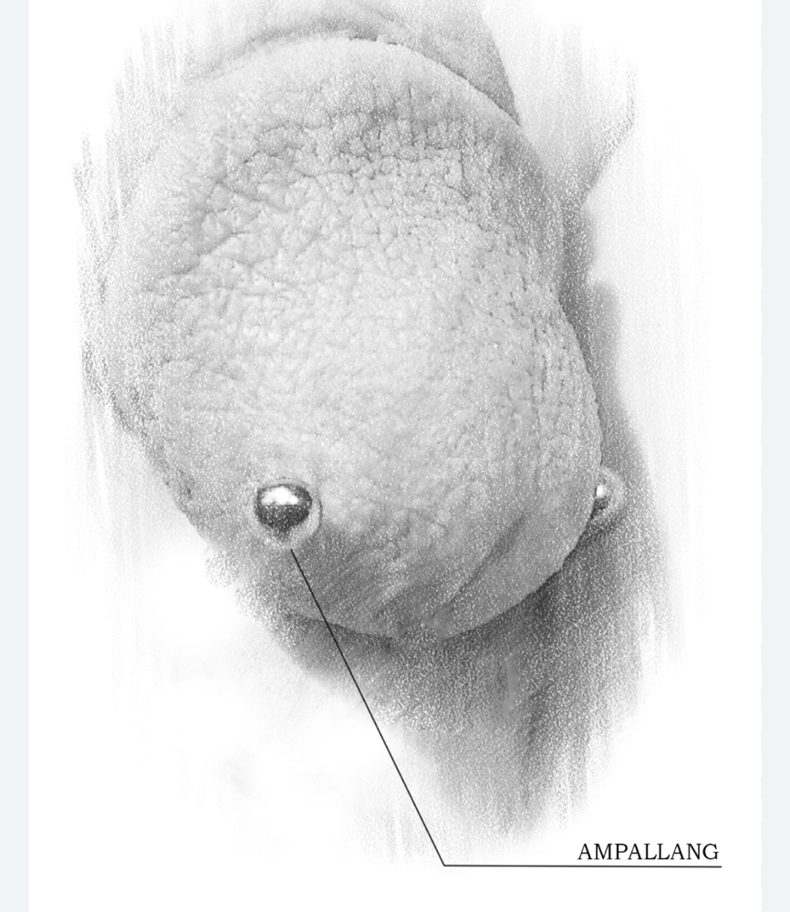 Ampallang Piercing