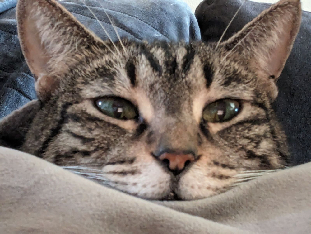 Humane Society Blow Out