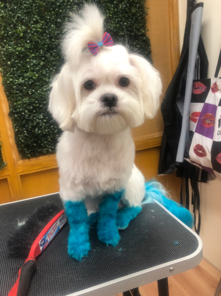 Doggy Dye Without Groom