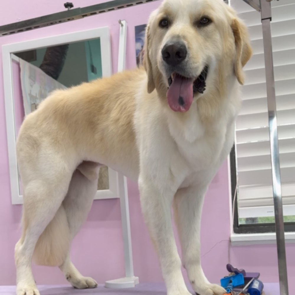 Extra Large Doggy Full Bath at Dog grooming by loreena and spa in Charlotte, NC