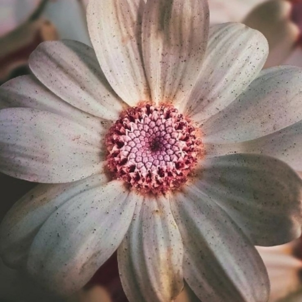 The Redness Relief at Liz Guzman Skin Specialist in Highland, CA