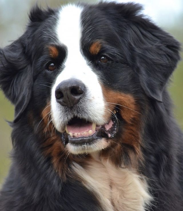 Bernese Mountain Dog - Haircut