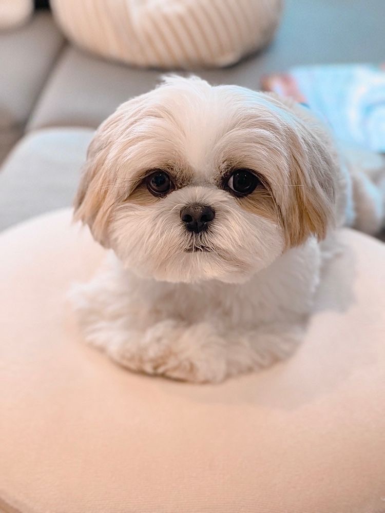 Shih tzu - Haircut