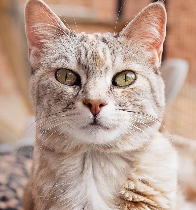 Cat Haircut