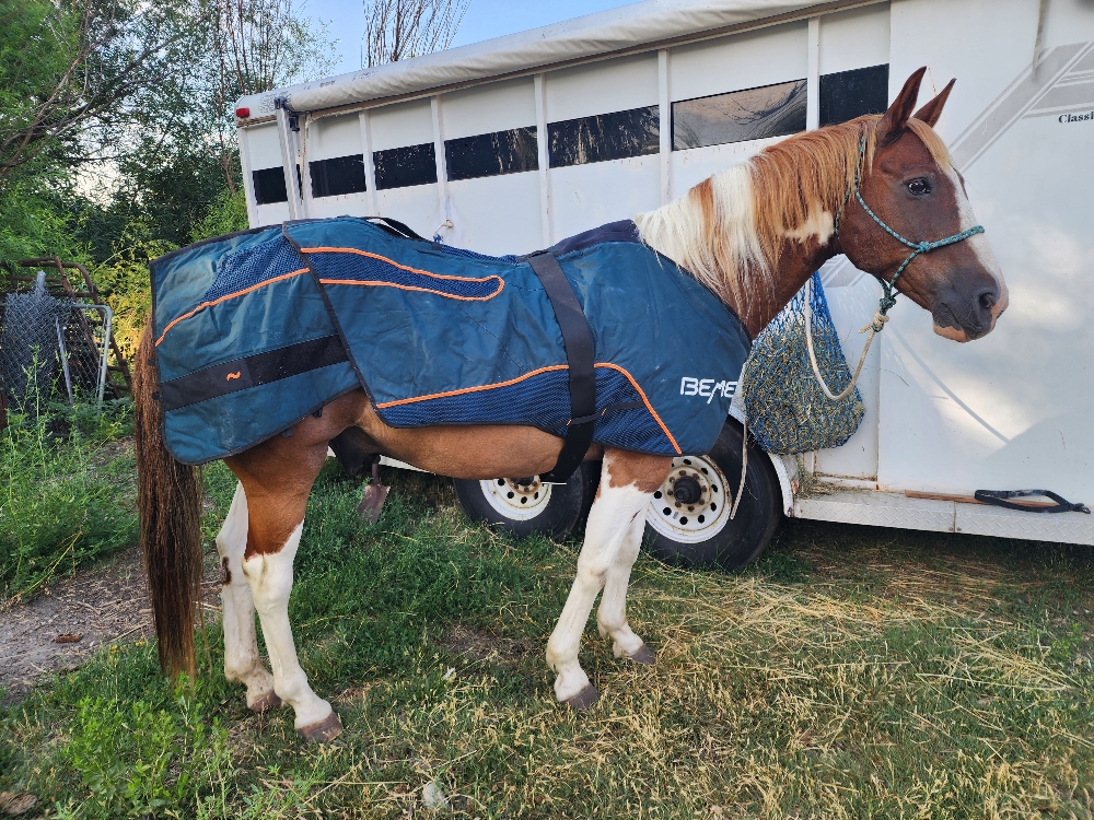 Bemer Equine Session
