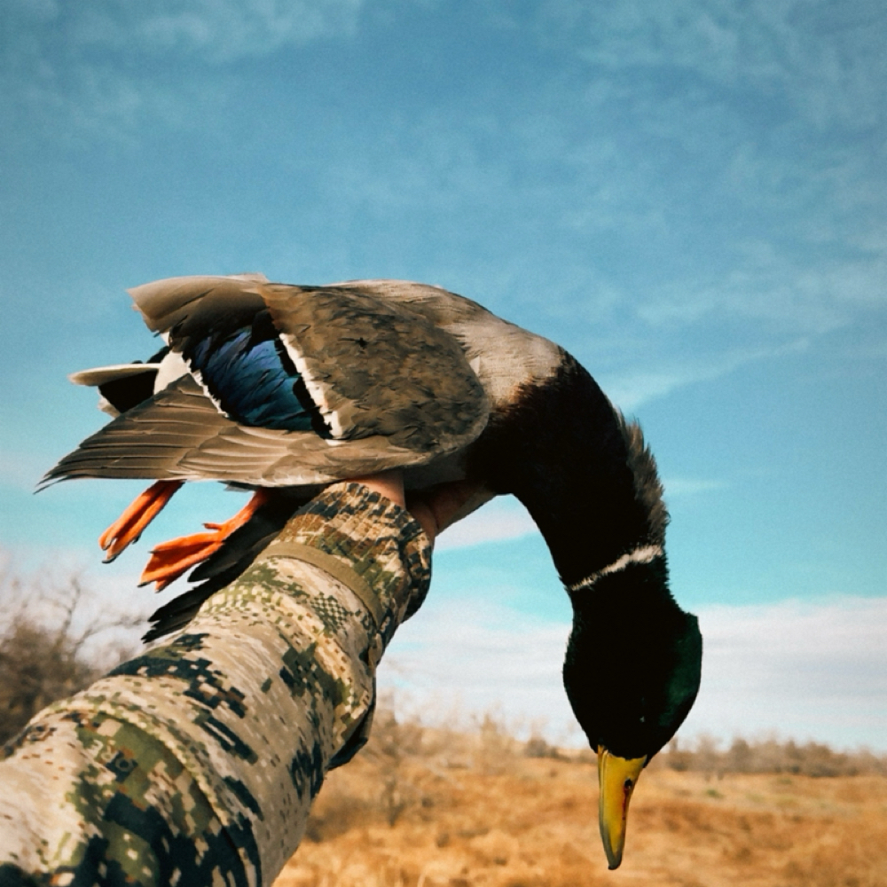 Single Day Waterfowl Hunt at Open Sky Outfitters in Scottsbluff, NE