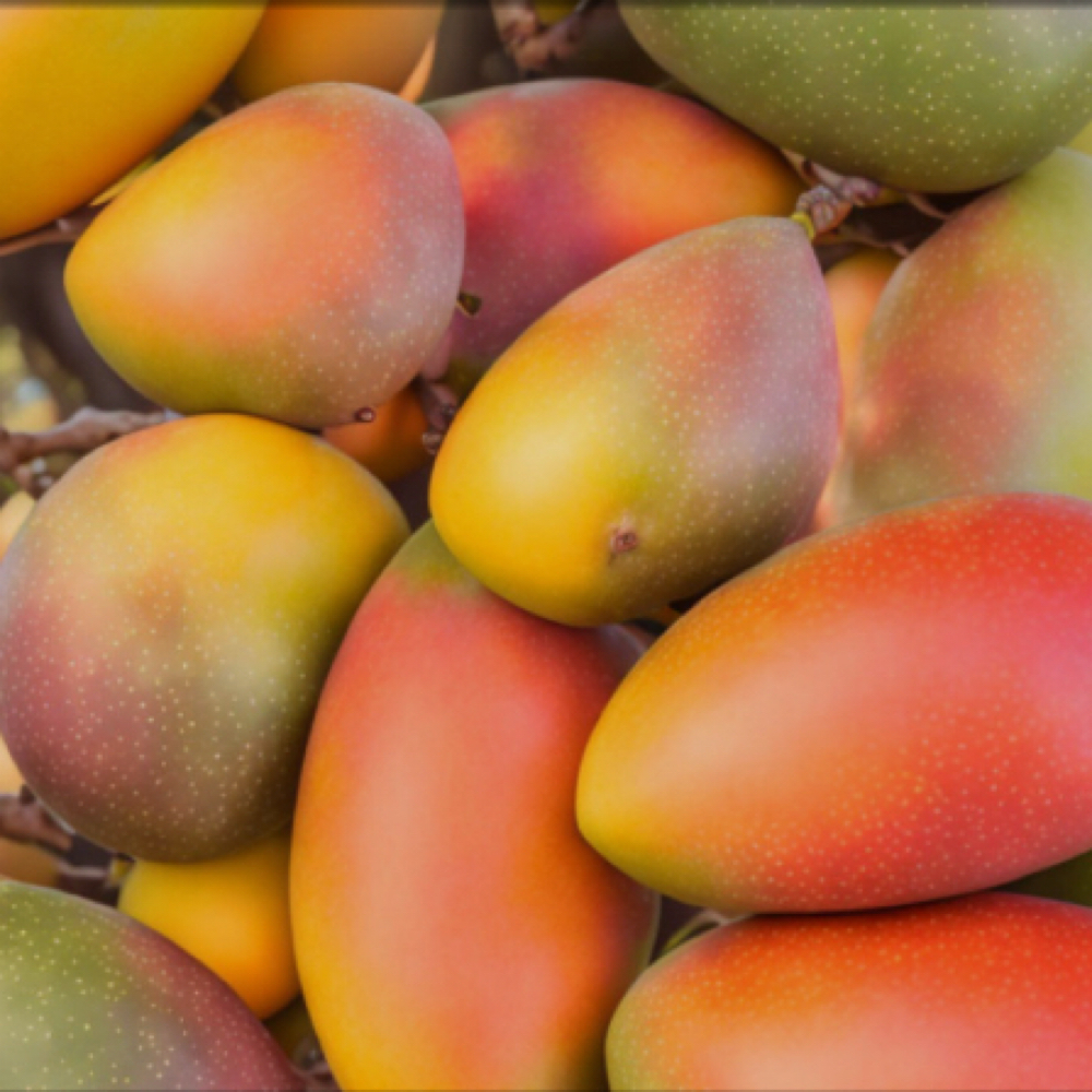 The Fruit Complex Facial at Relish Skin Boutique in Spring, TX