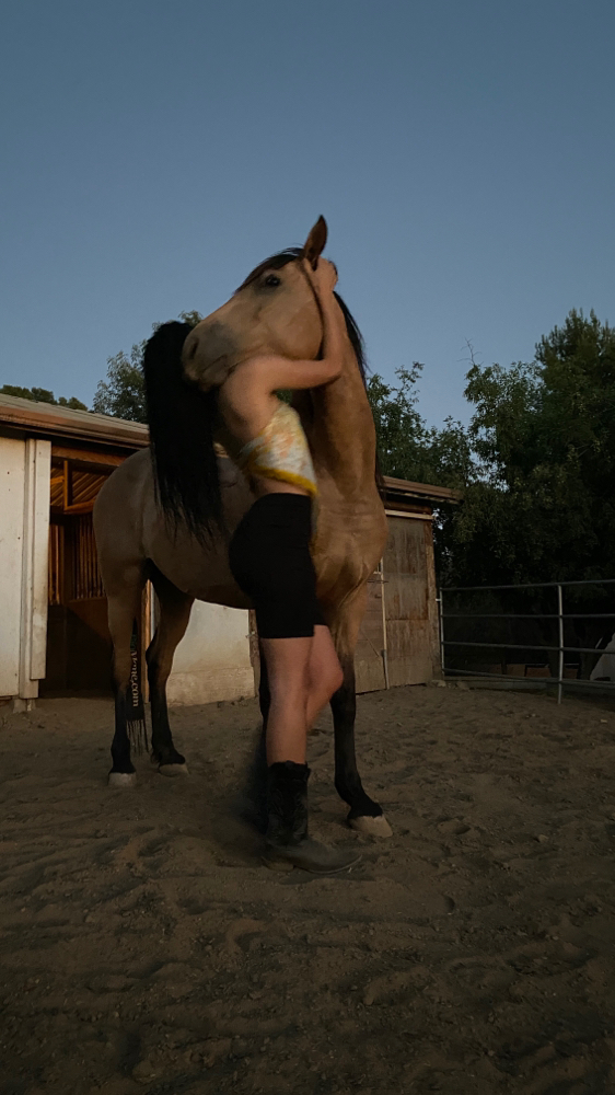 Equine Massage