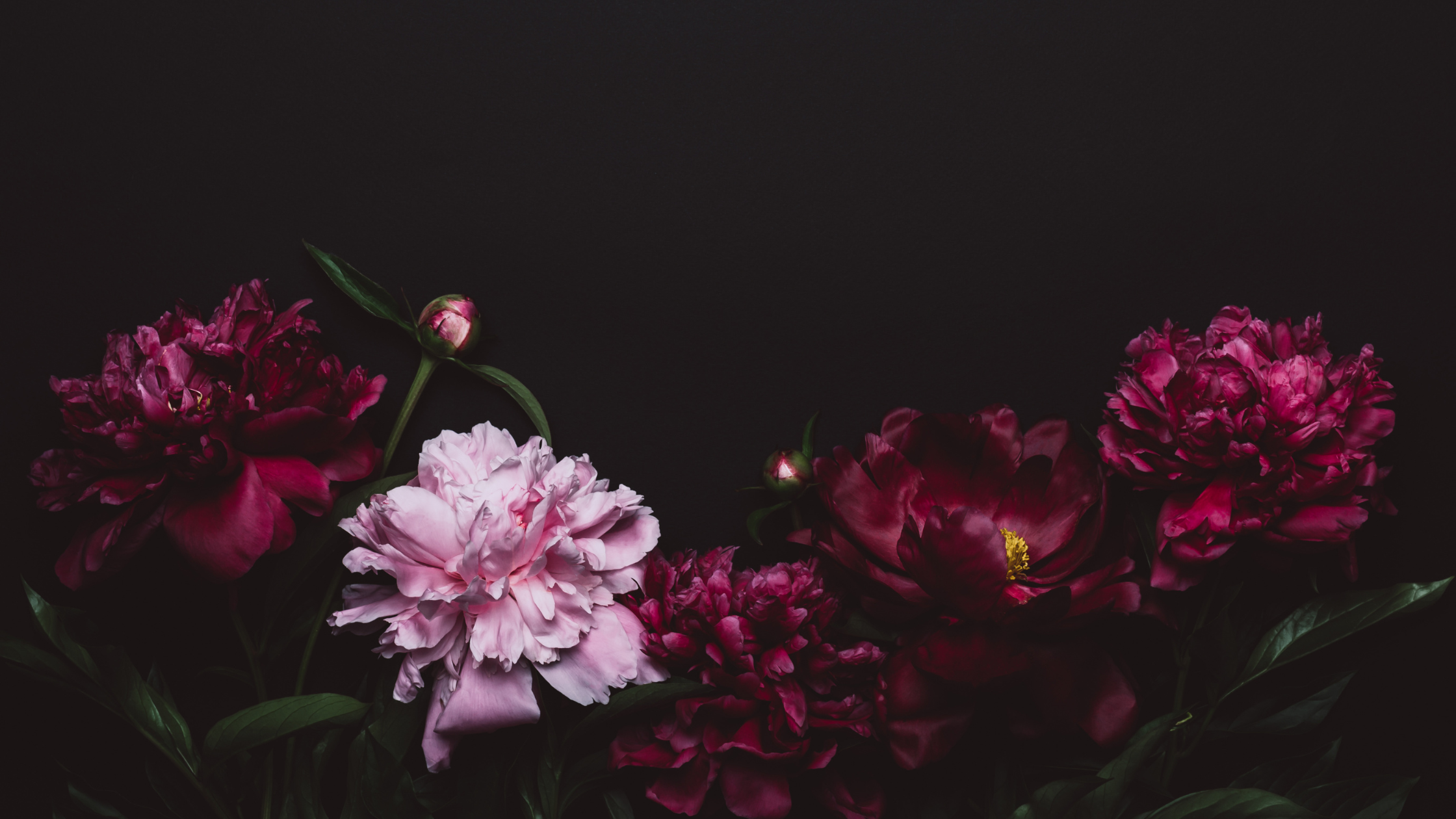 Complimentary Consultation (20 Min)