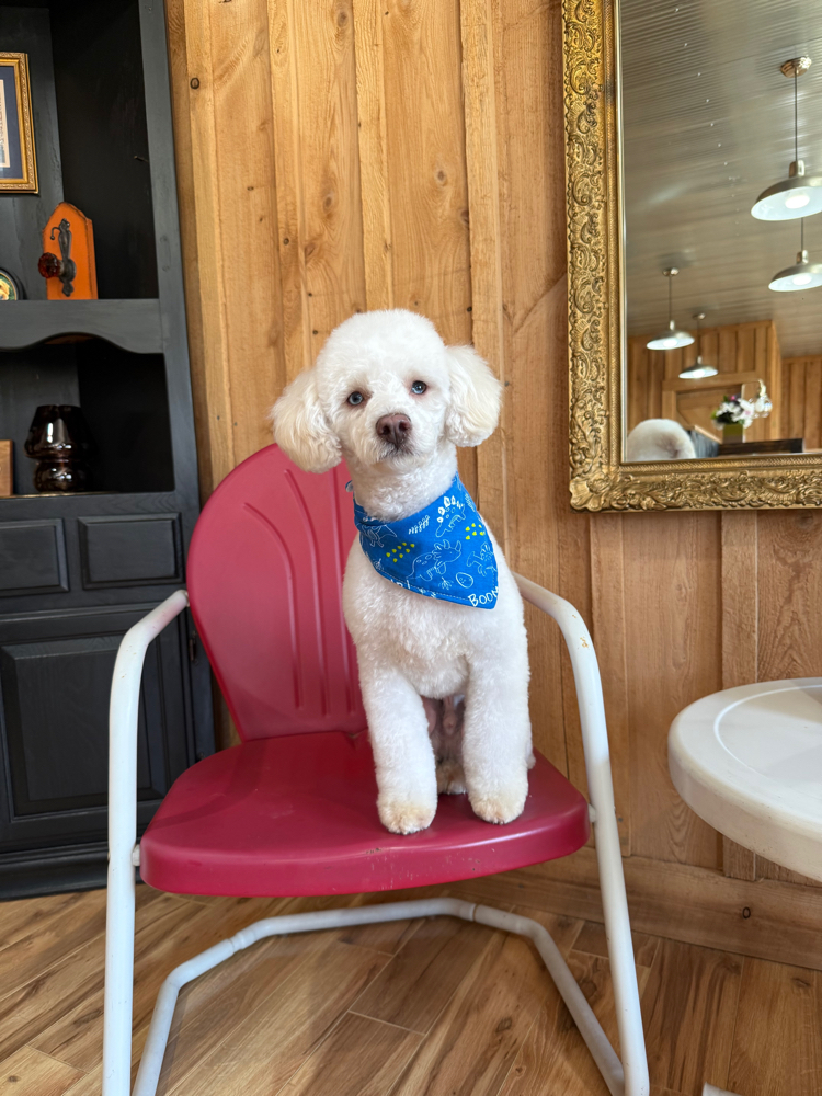 Full Groom