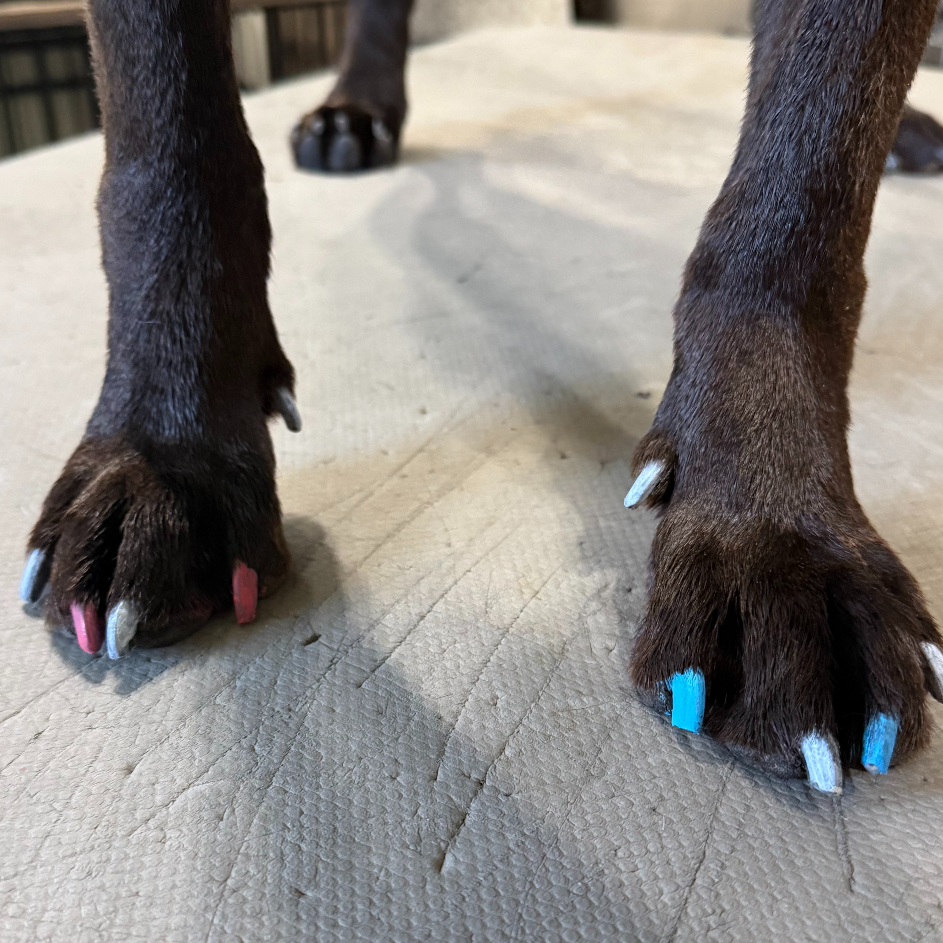 Nail Trim at Simply Pampered in Attica, IN