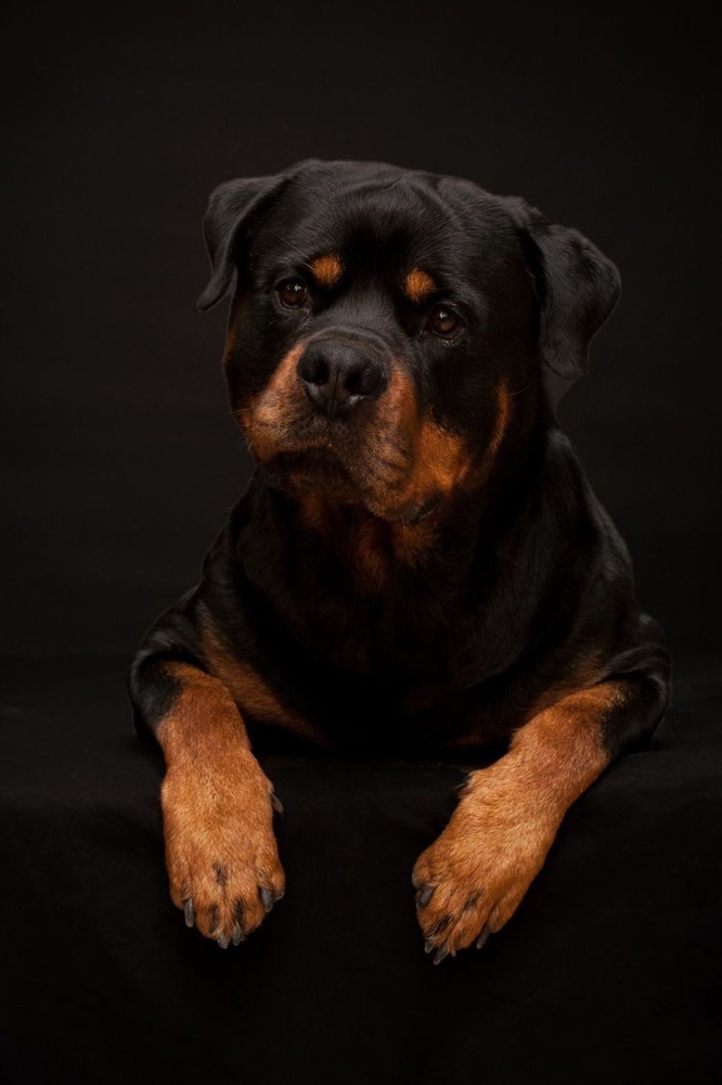 Rottweiler - Bath & Fluff