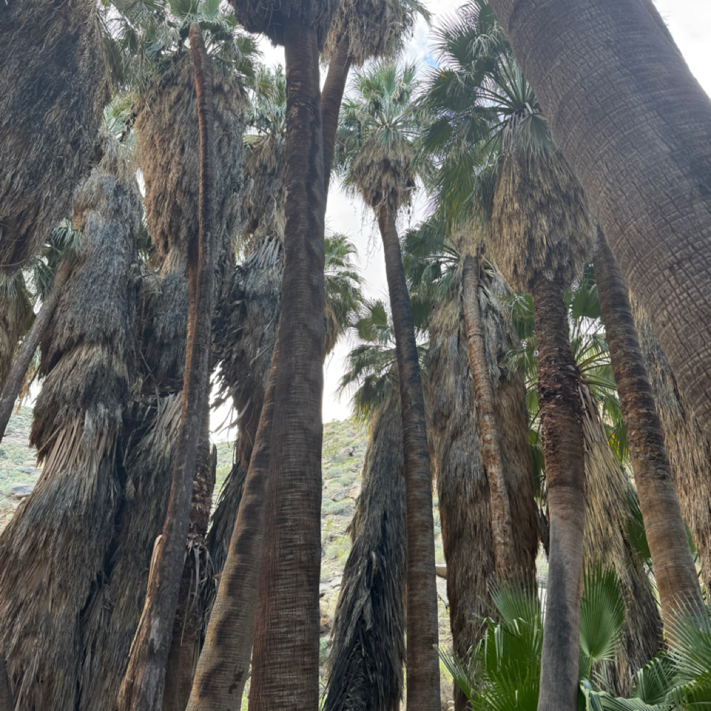 Full Foil at Indigo Salon @ Beaumont in Lexington, KY