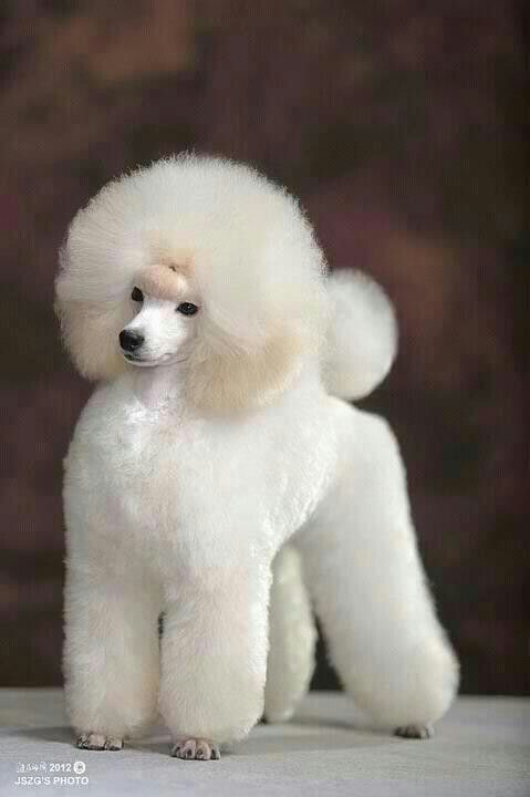 Poodle Mini - Haircut