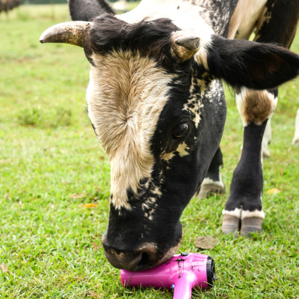 Toner- Add on at Teased By Tissy in Hemingway, SC