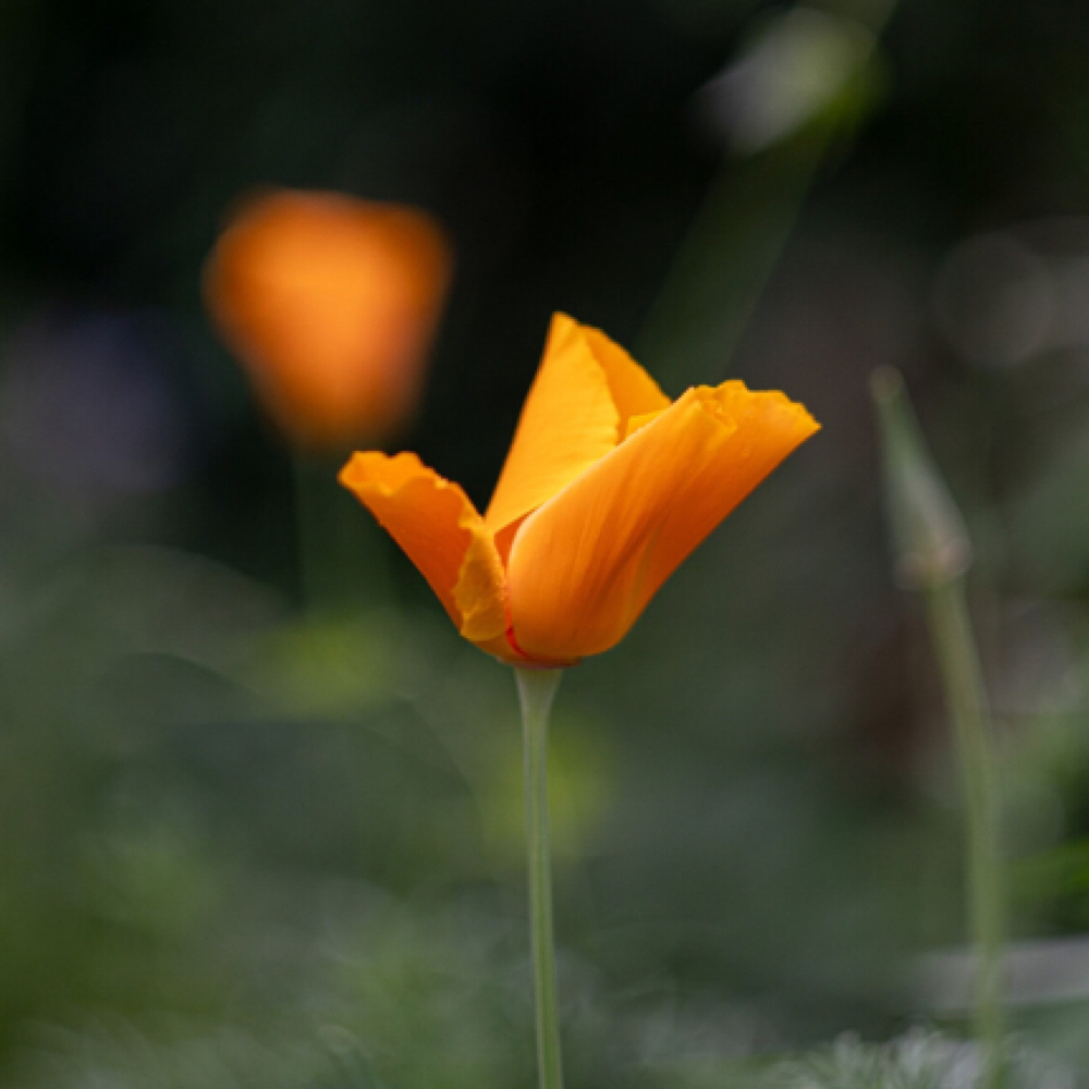 60 Minute Post-Op Lymphatic Massage at Wildflower Massage Therapy in Lexington, KY