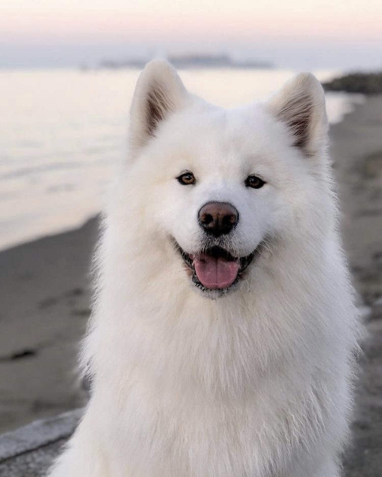 Samoyed - Haircut