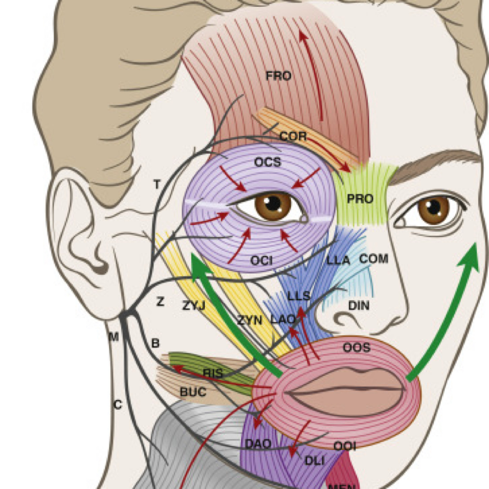 Facial Neuromuscular Acupuncture
