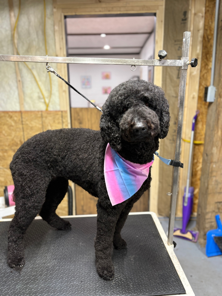 Large Dog- Partial Groom