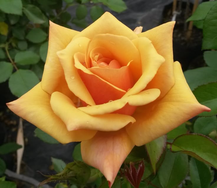 Belle Époque Hybrid Tea Rose at Spectrum Ink Tattoo Studio in Mount Vernon, WA