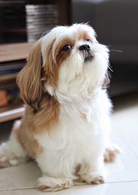 Lhasa Apso - Bath & Fluff