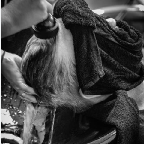 Hair Wash at Muirfield Men's Hair Co. in Dublin, OH
