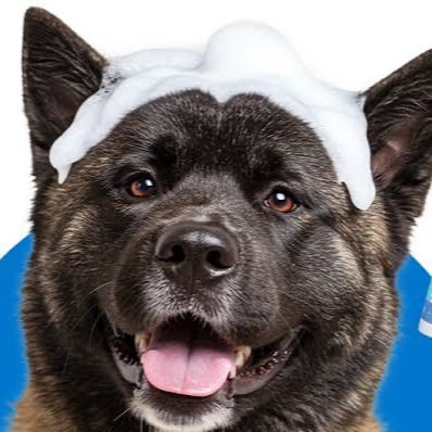 Akita at The Groom Room in Hope Mills, NC