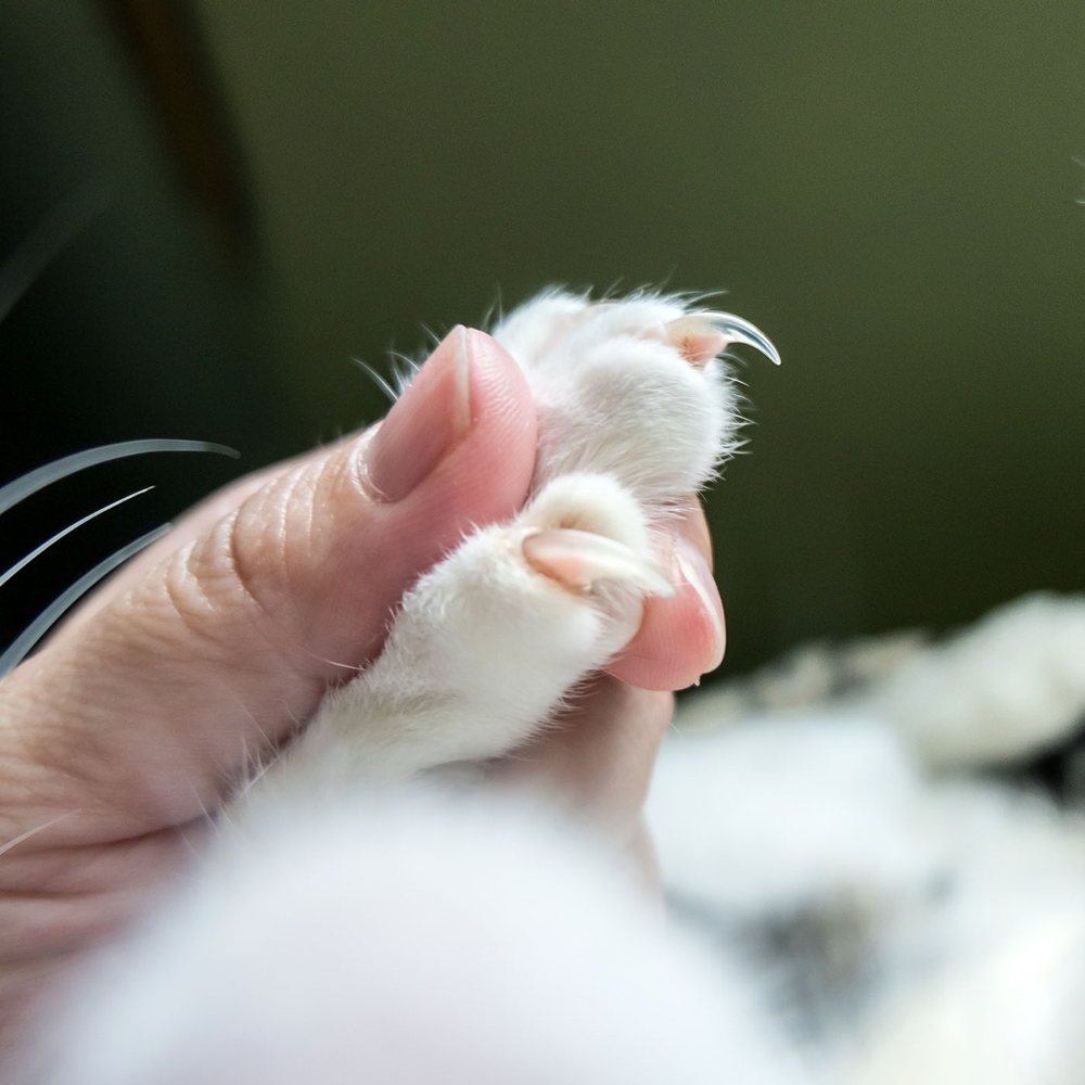 CAT NAIL TRIM