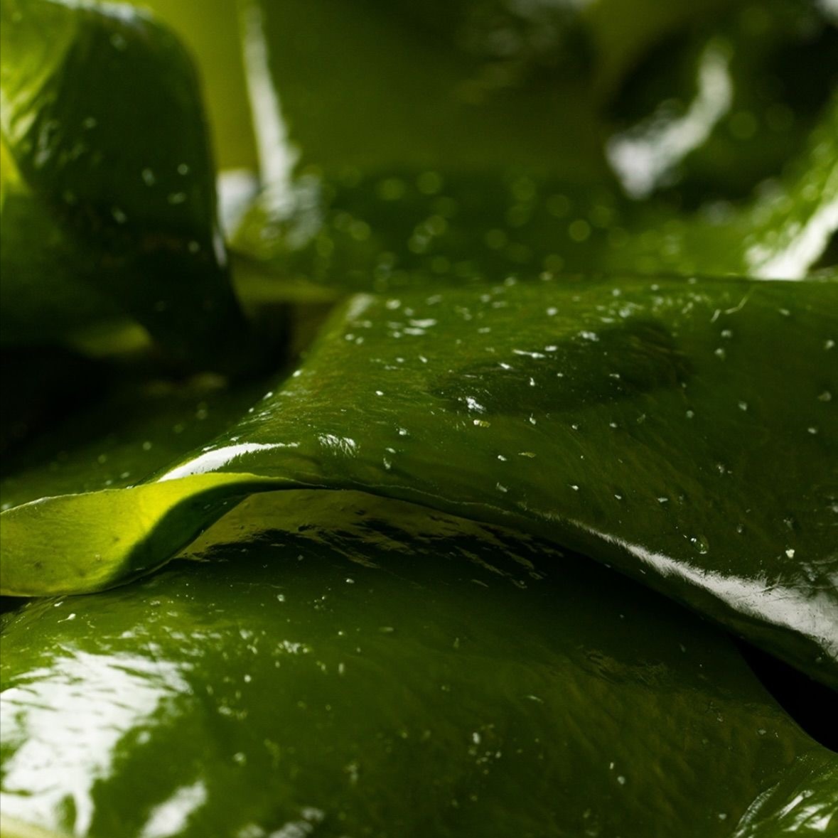 Korean Green Sea Peel