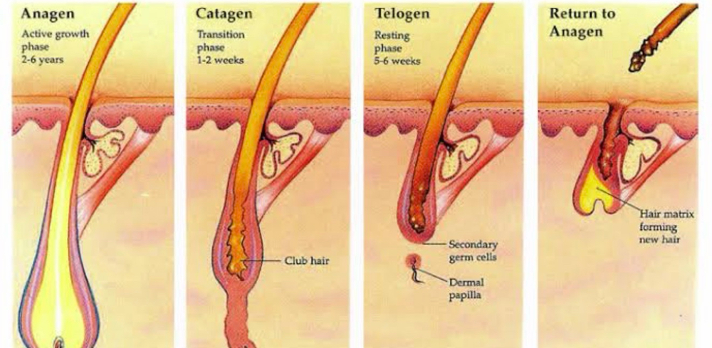 Trichology Consultation