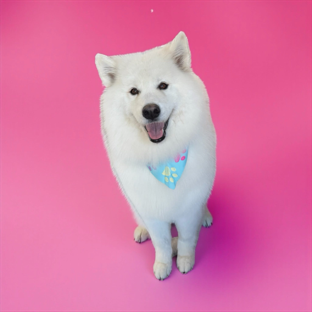 Wash N Fluff (double coated fur)