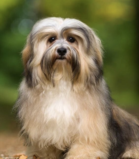 Havanese - Touch Up