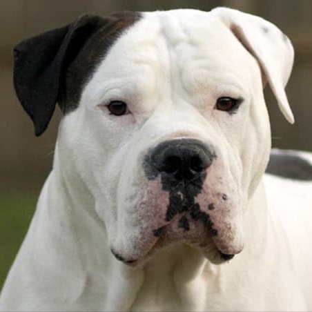 American Bulldog BBN at The Groom Room in Hope Mills, NC