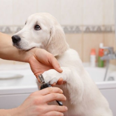 Nail Grinding / Clipping at Pitzers Paws Grooming in live oak, FL