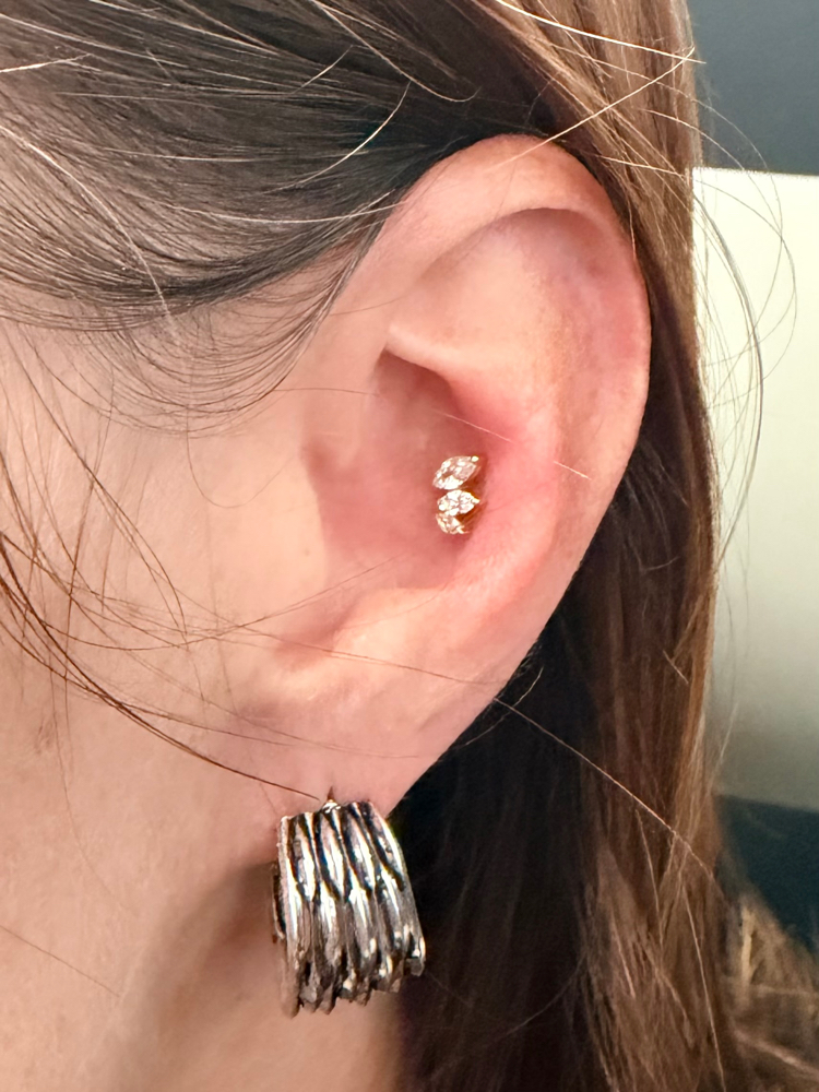 🎄✨ December Conch Special! ✨🎄