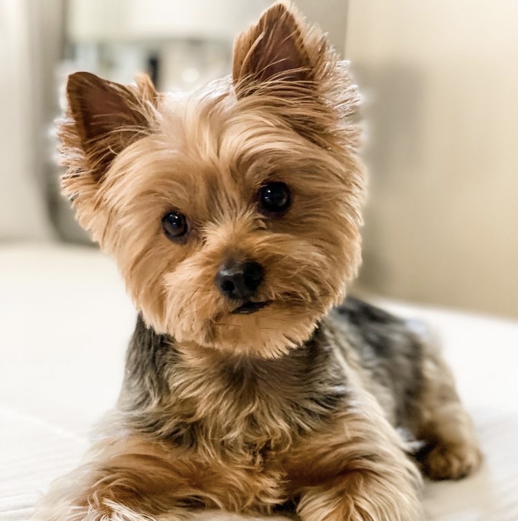 Yorkshire Terrier - Touch Up