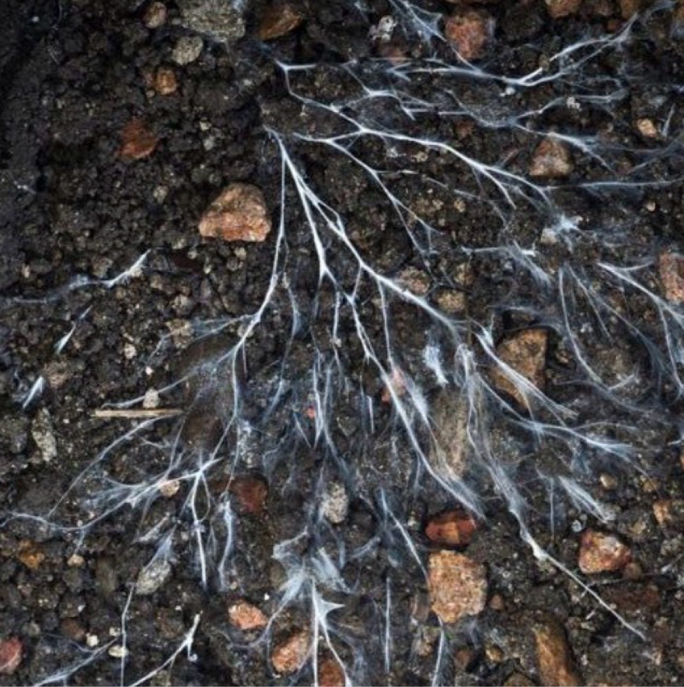 tzedakah ~ mutual aid at TNDR•TUFF•TEMPLE in Tucson, AZ