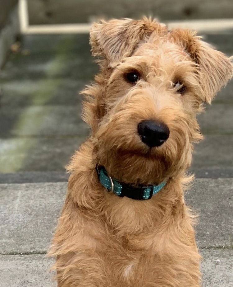 Irish Terrier - Bath & Fluff