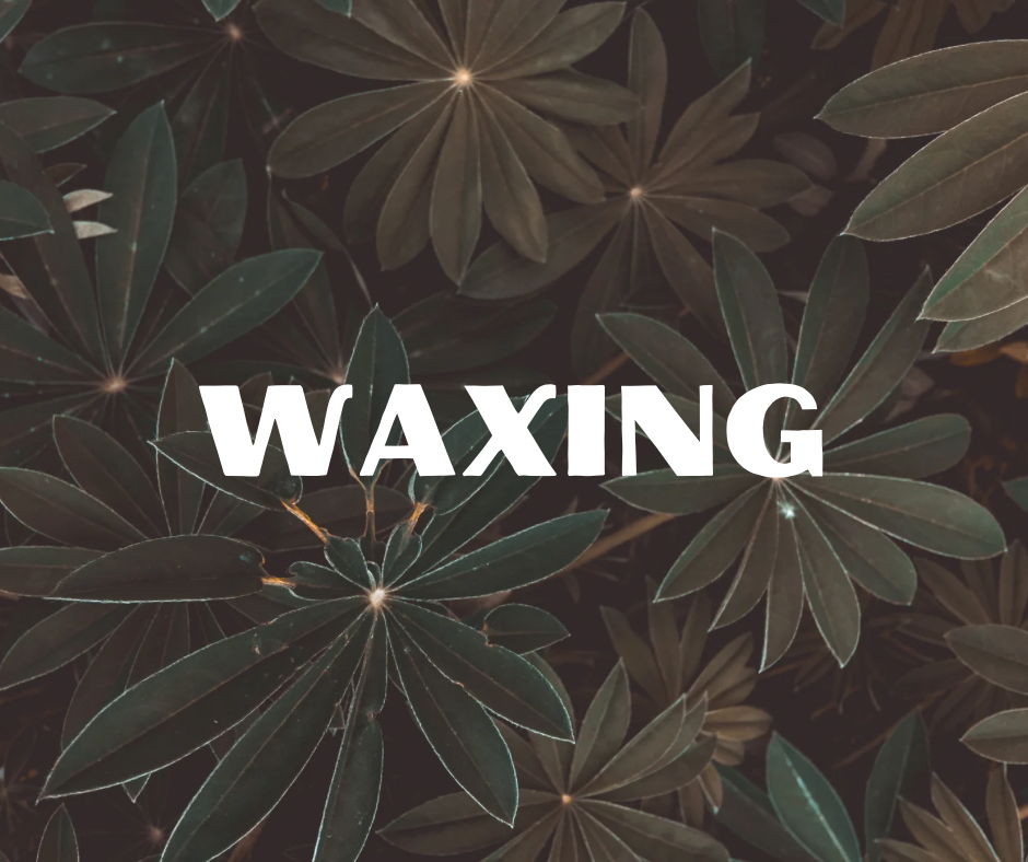 Facial Waxing