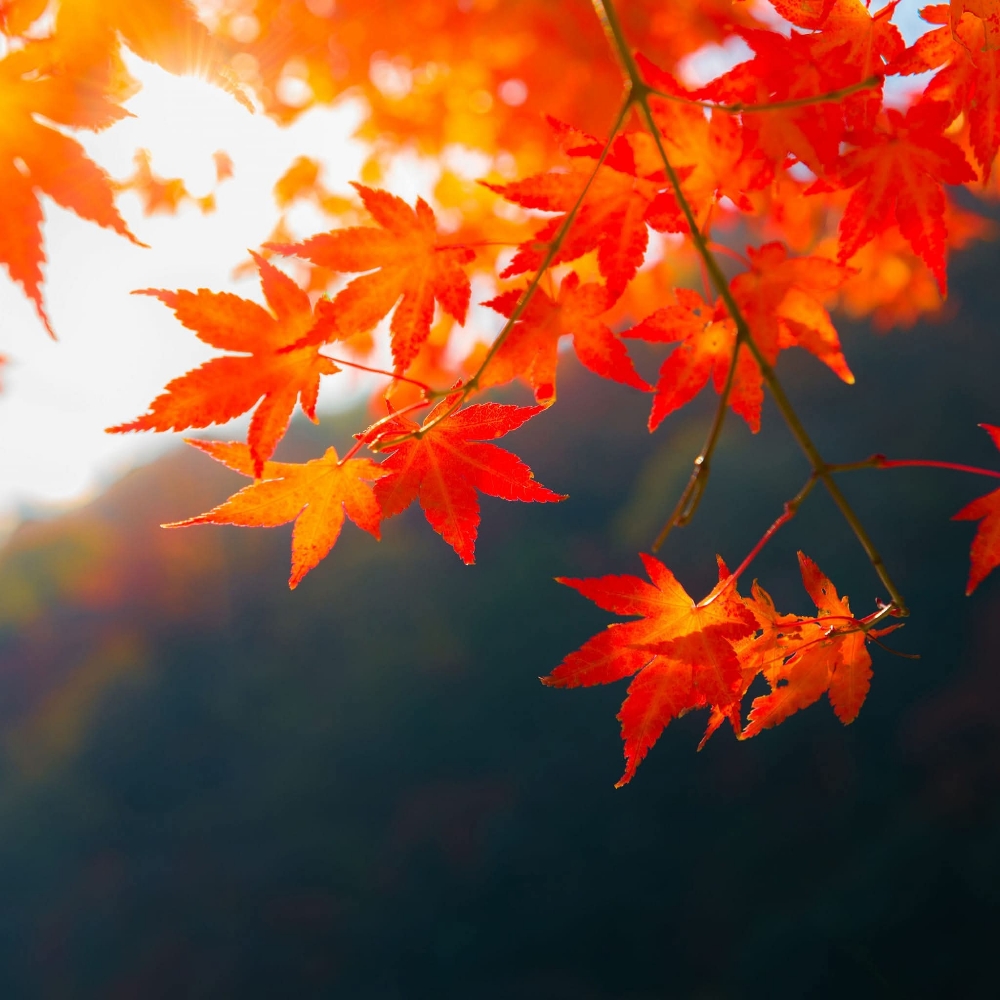 Fall Special