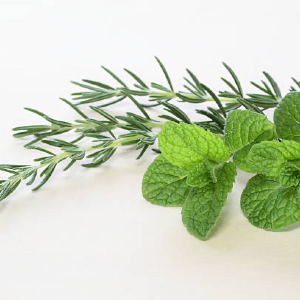 Rosemary & Mint Scalp Scrub at Studio D Salon & Boutique in Westport, CT