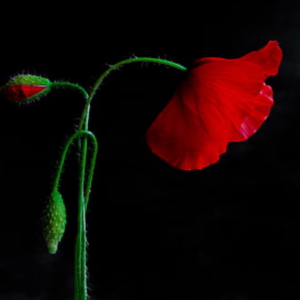 Self Serve Red Light Session at The Red Light Room at Sol Collective in Denver, CO