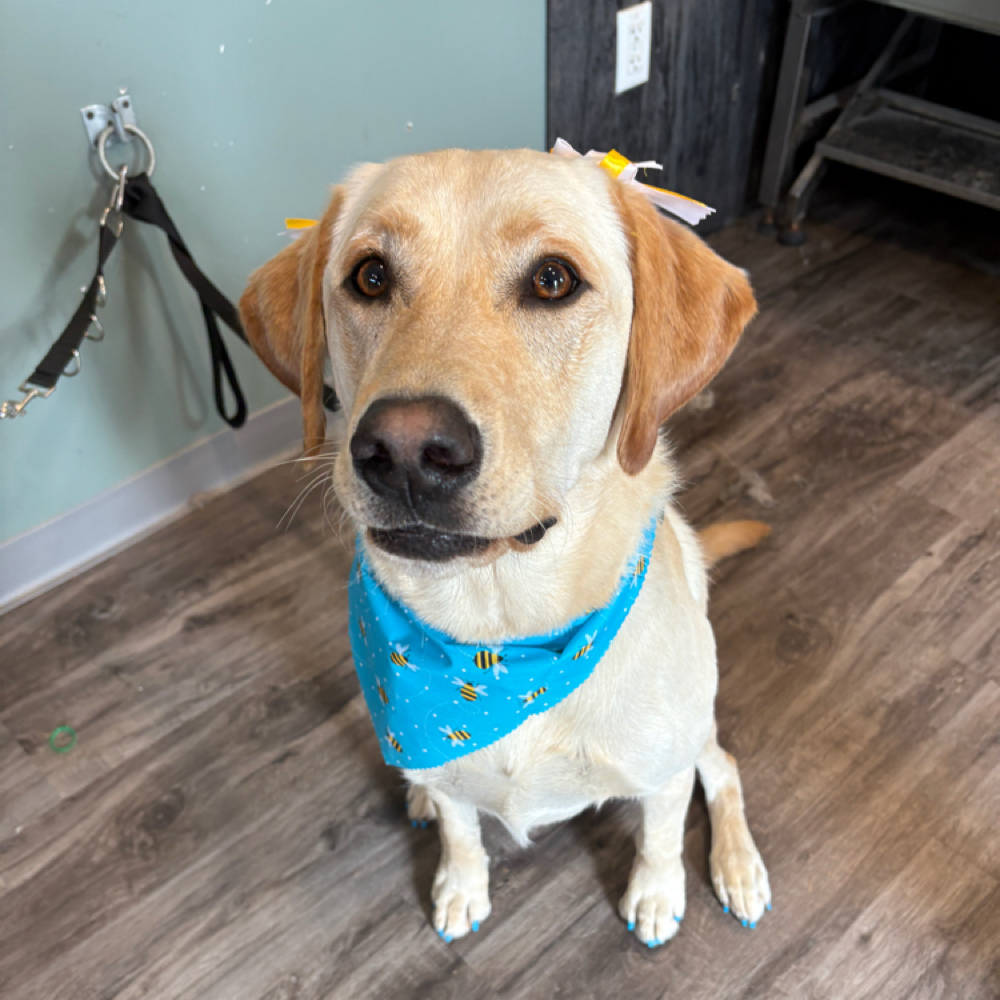 Bath & Blowout at Crazy Daisy Dog Grooming in Lake Odessa, MI