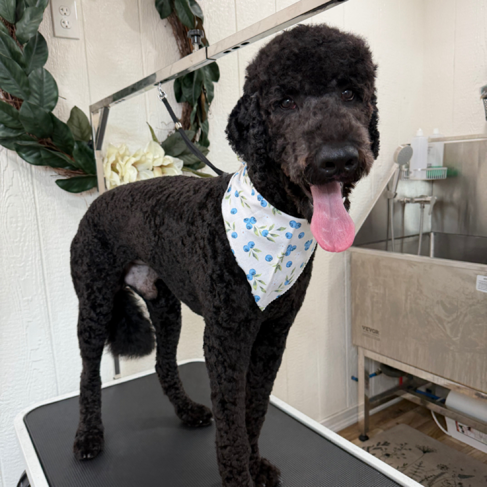 Large/XL DOODLE Bath at Wagnolia Grooming Studio in Weslaco, TX