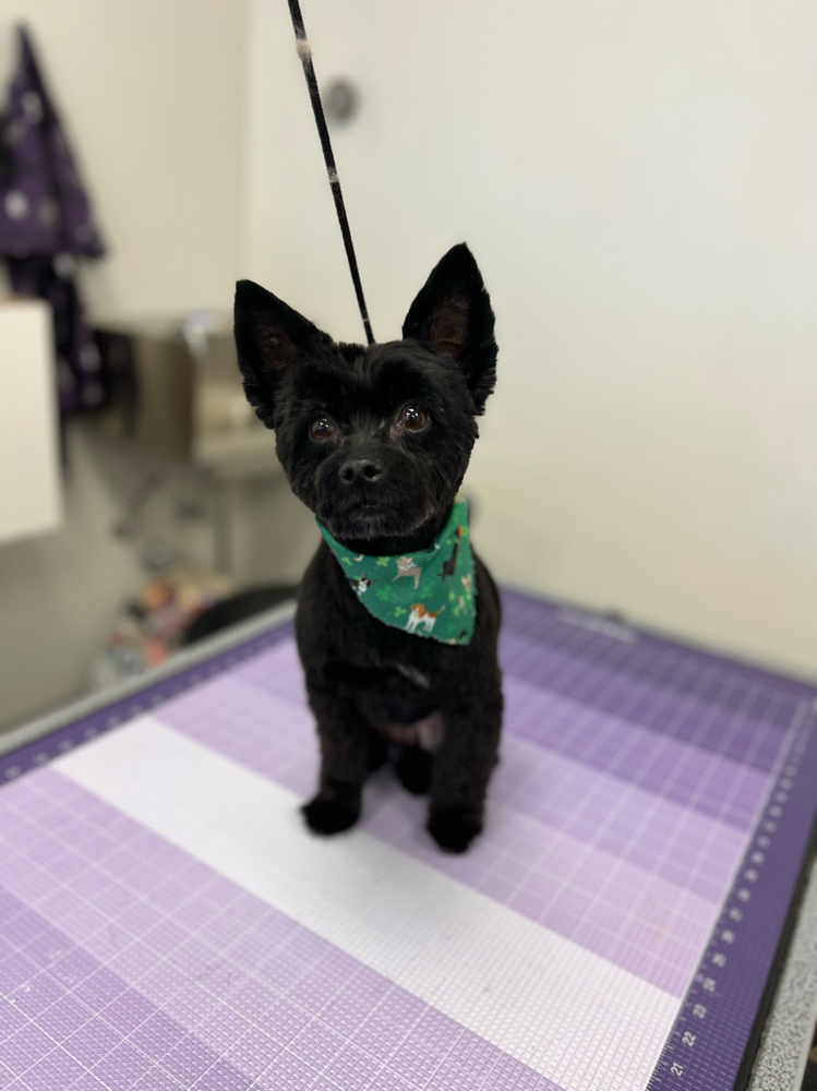 Bath And Brush {0-17lbs}