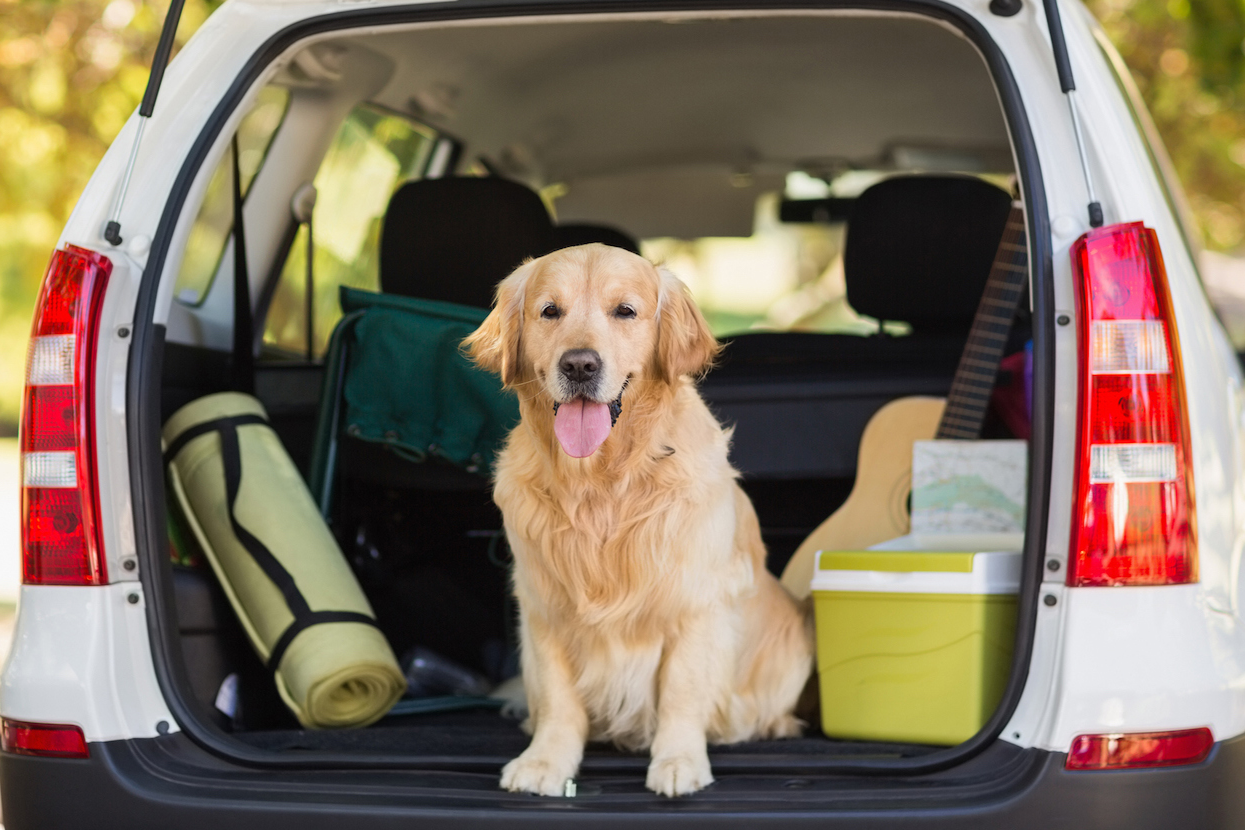 Pet Hair Removal (Add-On)