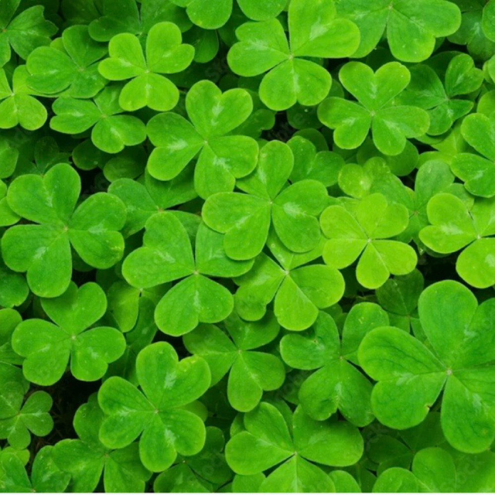 March Promotions at Piel Amor Skin Studio in Camarillo, CA