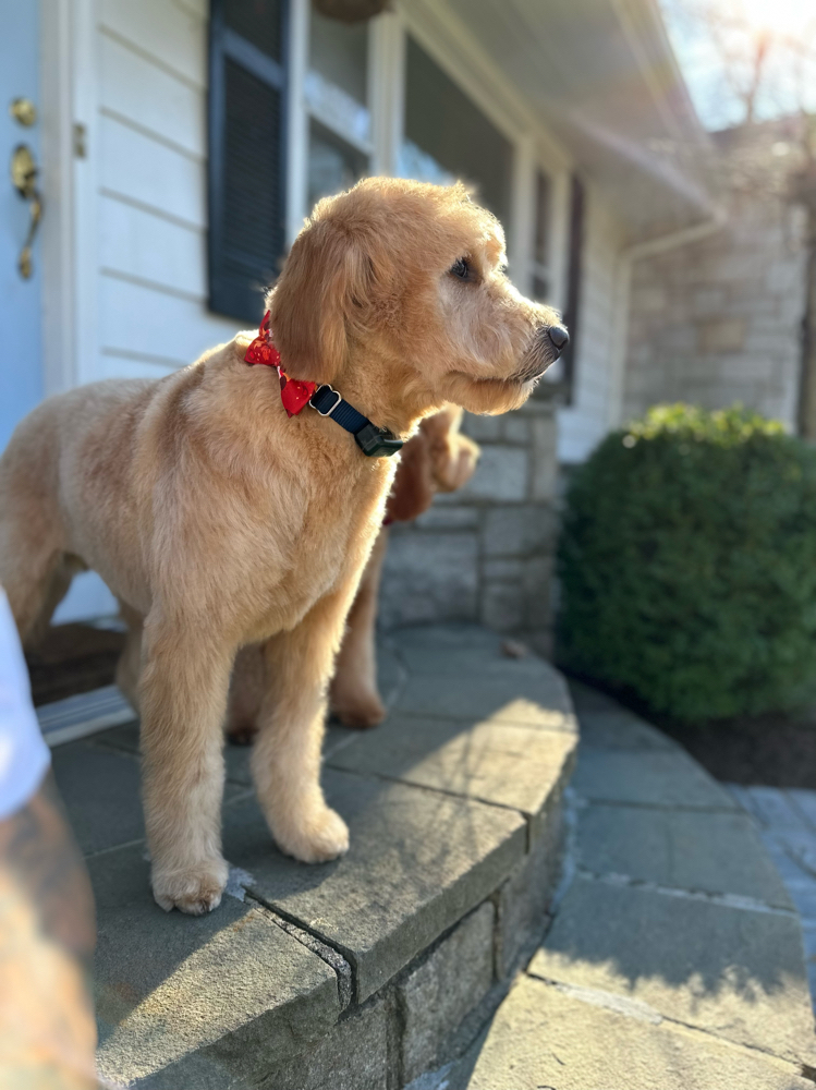 Medium Pupparazzi