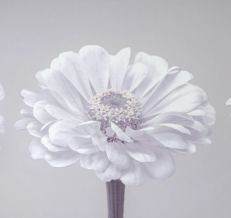 Single Color